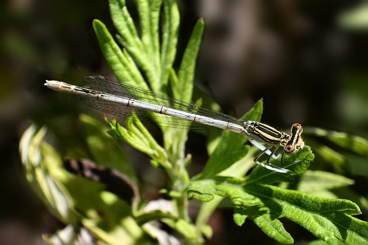 un''altra Platycnemis pennipes